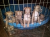 AMERICAN-REDNOSE-GOTTI-BLUE-PITBULL-PUPS