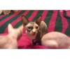 cute-sphynxs-kittens-for-sale
